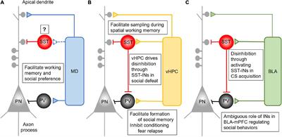 Prefrontal GABAergic Interneurons Gate Long-Range Afferents to Regulate Prefrontal Cortex-Associated Complex Behaviors